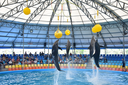 Dolphins Show Phuket 5.webp