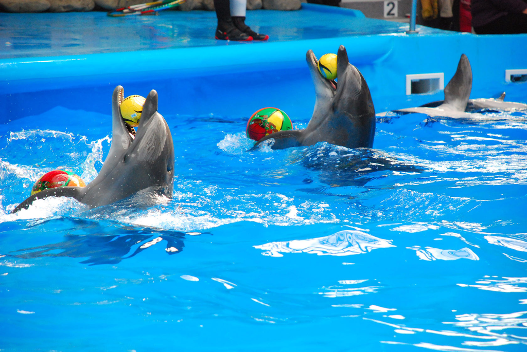 Dolphins Show Phuket 3.webp