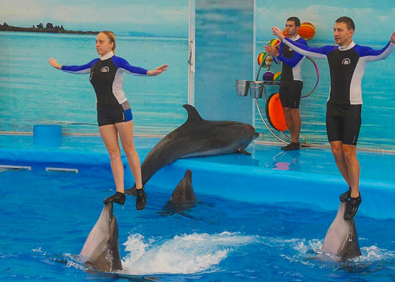 Dolphins Show Phuket 2.webp