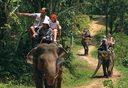 Elephant Riding 6.webp