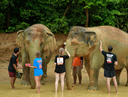 Phuket Elephant Care 5.webp