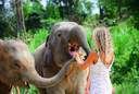 Phuket Elephant Care 2.webp