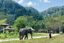 Phuket Elephant Care 4.webp