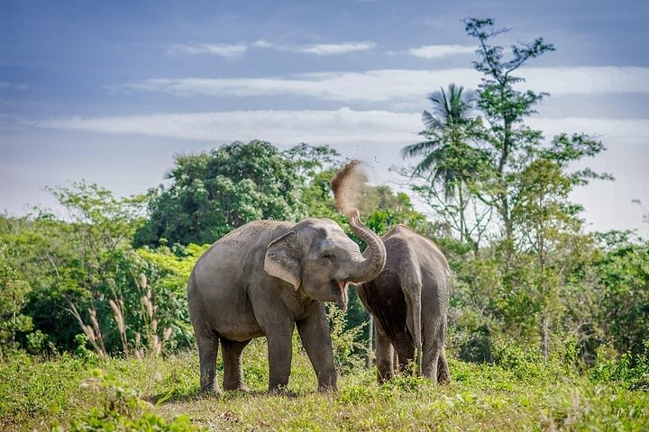 Phuket Elephant Care 3.webp