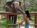 Phuket Elephant Care 1.webp