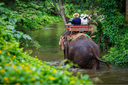 Elephant Riding 3.webp