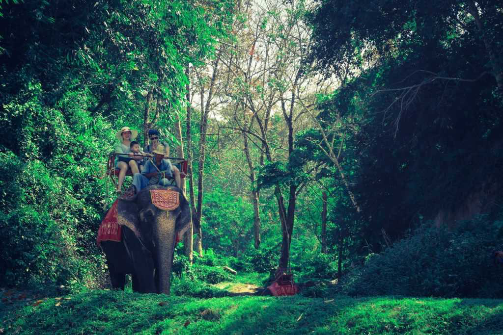 Elephant Riding 2.webp