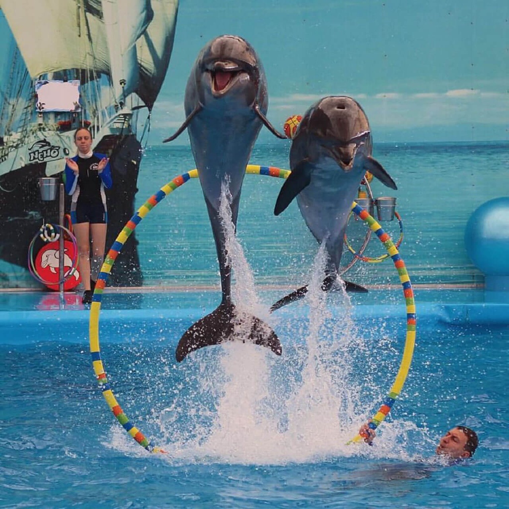 Dolphins Show Phuket - Regular Seat