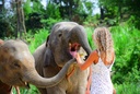 Phuket Elephant Care - Half Day Elephant Care Program (4h.)