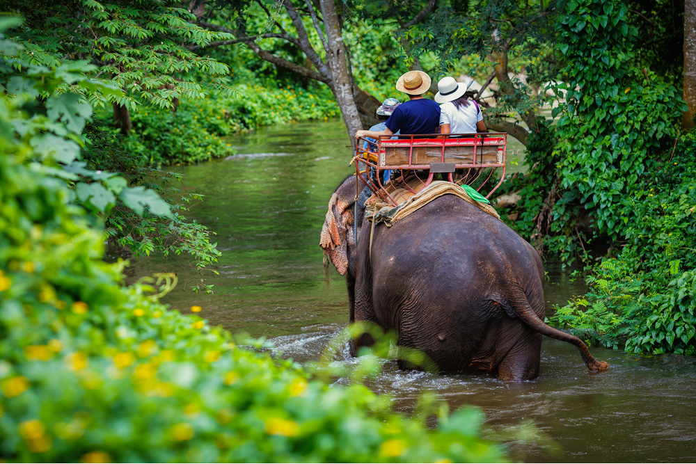 Elephant Riding - Jungle Seaview with Elephant Trekking 30 min. + Bathing in the Jungle Pool 30 min.