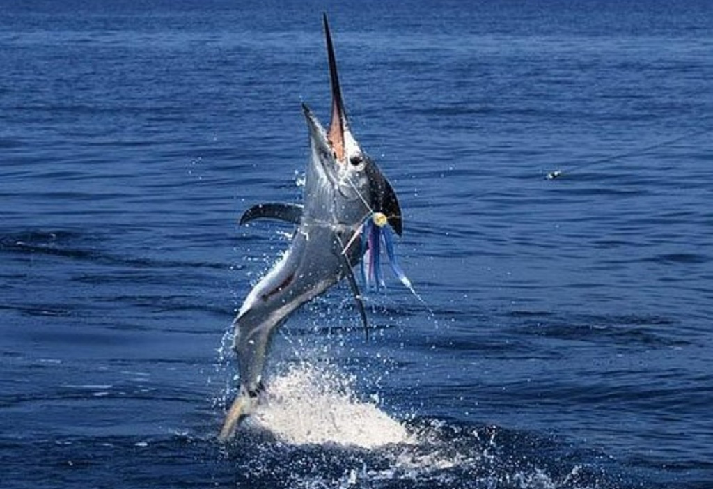 Private Night Fishing - Coral Island Squid Fishing (1-15 pax.)