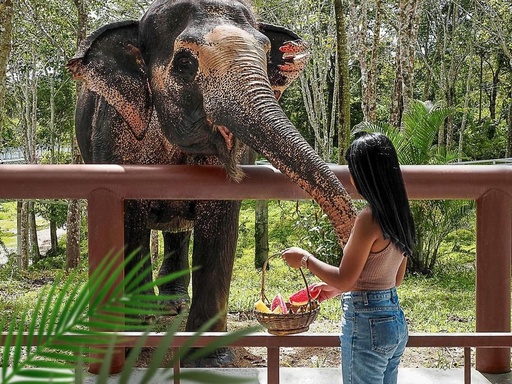 Phuket Elephant Care - Feed & Spa (2h.)